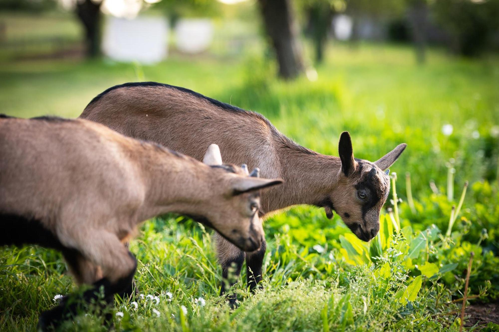 Bed and Breakfast Domaine De La Briouse Sanxay Екстер'єр фото
